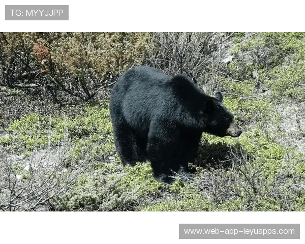 男孩靠“装死”躲过黑熊,网友直呼机智 男孩靠“装死”躲过黑熊,网友直呼机智